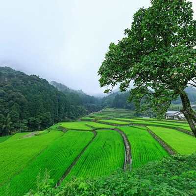 竹地区の棚田