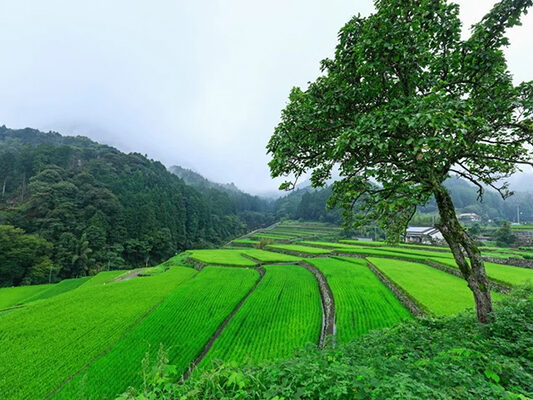 竹地区の棚田