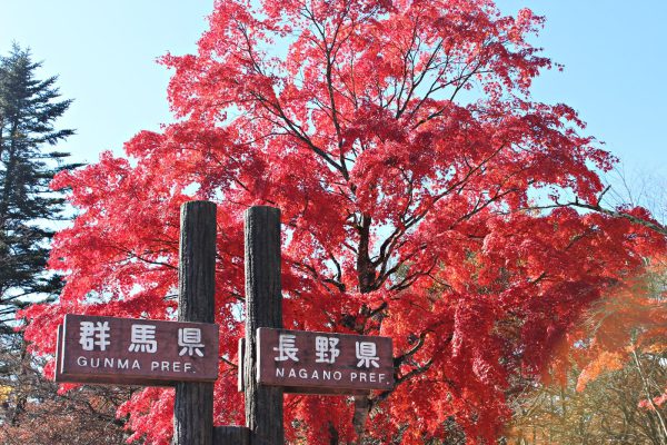 県境をまたぐ碓井峠 長野県 群馬県 の紅葉 トラベルニュースat