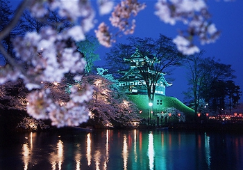 高田城の夜桜